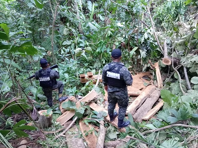 Operativo ambiental frena tala ilegal y documenta daño forestal en la Cordillera Nombre de Dios

 